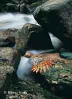  Quiet spot at the Elbe  * Krkonose Mountains (Giant Mts)