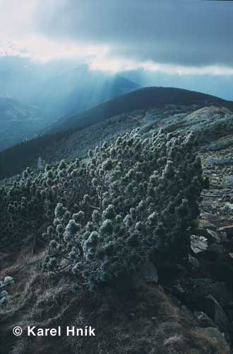 Blick von der Goldhhe * Riesengebirge (Krkonose)