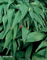 Alpine leek  * Krkonose Mountains (Giant Mts)