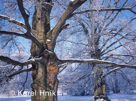 Zmeck park * Krkonose Mountains (Giant Mts)