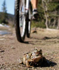 Prosm, neruit!  * Krkonose Mountains (Giant Mts)