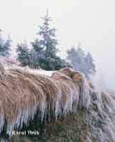 Beauty of hoarfrost  * Krkonose Mountains (Giant Mts)