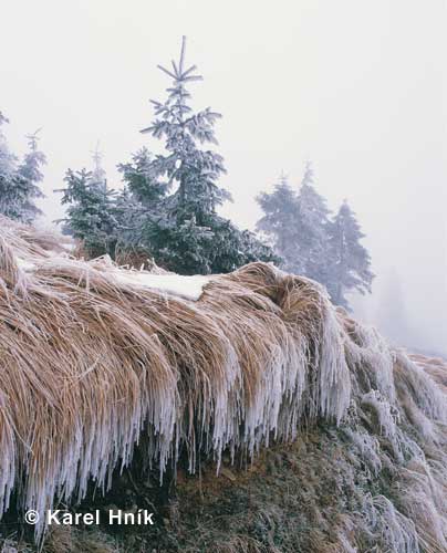 Die Schnheit des Raureifs * Riesengebirge (Krkonose)