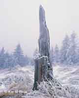 Die Schnheit des Raureifs  * Riesengebirge (Krkonose)