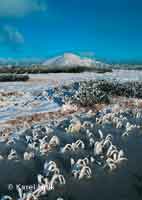 Frozen grass blades Pec pod Snkou * Krkonose Mountains (Giant Mts)