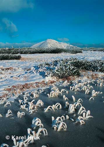 Frozen grass blades * Krkonose Mountains (Giant Mts)