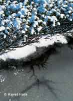 Winter on a peatbog  * Krkonose Mountains (Giant Mts)