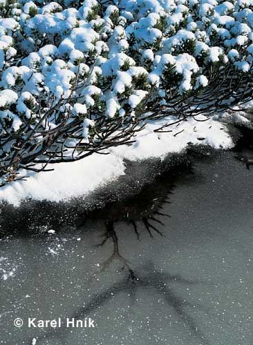 Winter on a peatbog * Krkonose Mountains (Giant Mts)