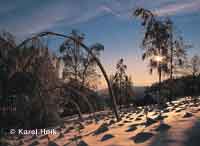 Cold of tundra  * Krkonose Mountains (Giant Mts)