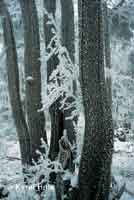 Zima v Dvorském lese Horní Maršov * Krkonoše