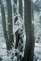 Dvorsky Forest in winter Horn Marov * Krkonose Mountains (Giant Mts)