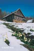 Summer snowflake  * Krkonose Mountains (Giant Mts)