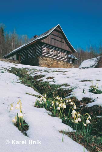 Frhlingsknotenblumen * Riesengebirge (Krkonose)