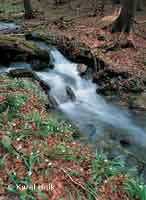 Mountain brook  * Krkonose Mountains (Giant Mts)