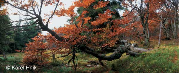 Im Urwald des Rehorngebirges * Riesengebirge (Krkonose)