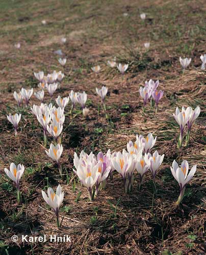 Saffron * Krkonose Mountains (Giant Mts)