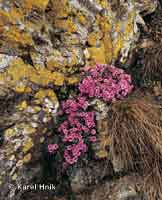 Saxifrage  * Krkonose Mountains (Giant Mts)