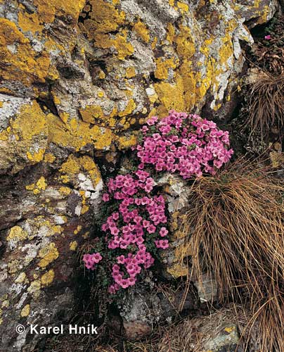 Roter Steinbrech * Riesengebirge (Krkonose)