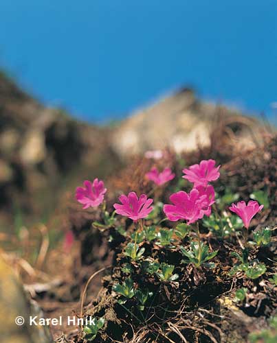 Least Primrose * Krkonose Mountains (Giant Mts)