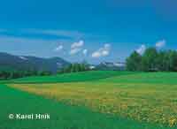 Blick zum Riesengebirge von Krummhbel (Karpacz)  * Riesengebirge (Krkonose)