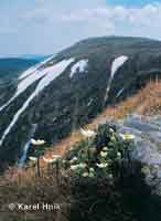 White Alpine pasqueflower in Snowy Hollows  * Krkonose Mountains (Giant Mts)