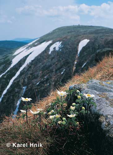 Brockenanemonen in den Schneegruben * Riesengebirge (Krkonose)