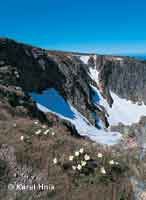 White Alpine pasqueflower in Snowy Hollows  * Krkonose Mountains (Giant Mts)