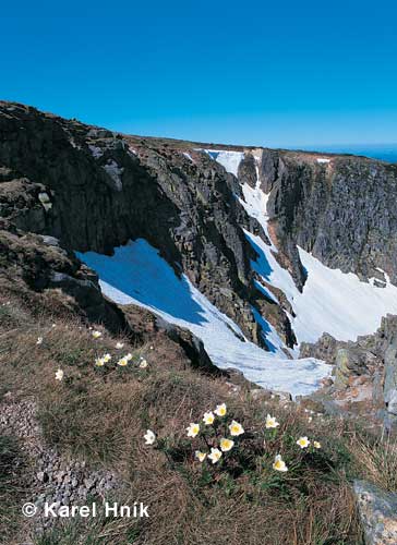 White Alpine pasqueflower in Snowy Hollows * Krkonose Mountains (Giant Mts)