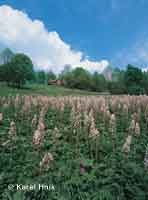 Butterburs shedding blossom  * Krkonose Mountains (Giant Mts)