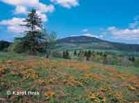 Marsh marigolds at the foot of al Hill Vrchlab * Krkonose Mountains (Giant Mts)