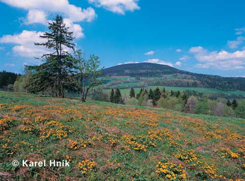 Marsh marigolds at the foot of al Hill * Krkonose Mountains (Giant Mts)