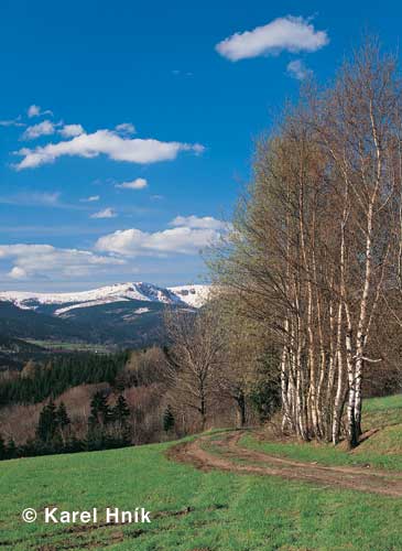 View of Kotel Hill * Krkonose Mountains (Giant Mts)