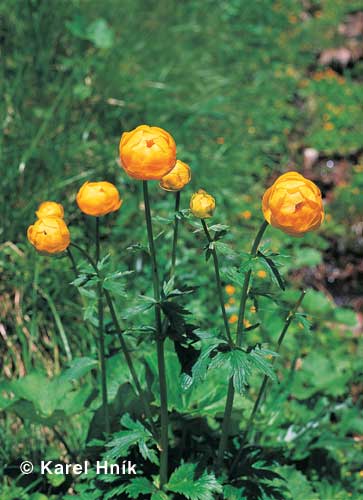 Globe flower * Krkonose Mountains (Giant Mts)