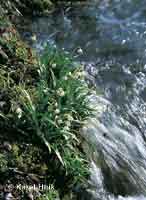 Summer snowflake  * Krkonose Mountains (Giant Mts)