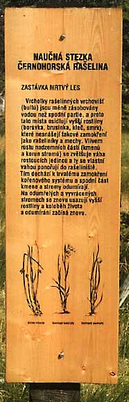 4. Mrtv les * Riesengebirge (Krkonose)