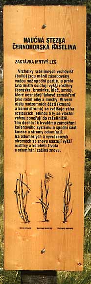 4. Mrtv� les * Krkono�e