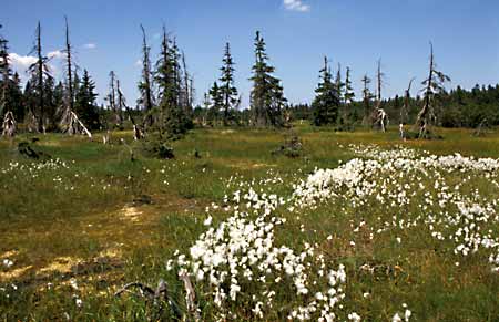 5. Lesnick * Krkonose Mountains (Giant Mts)