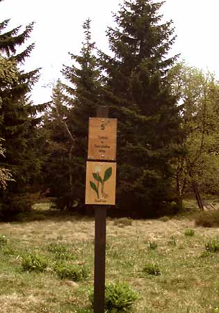05. Slatina u Dvorskho lesa * Riesengebirge (Krkonose)