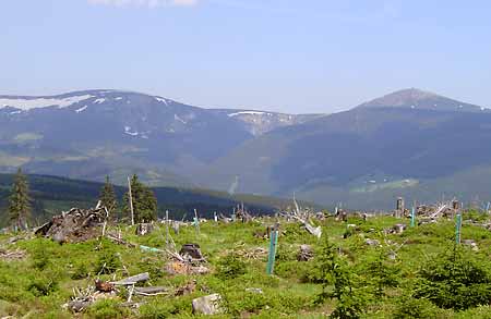 Cernohorske raseliniste * Krkonose Mountains (Giant Mts)