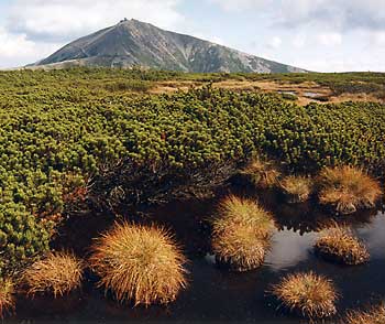 Poslat pohlednici