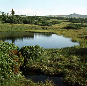 psk raelina (Torfowisko Upy) * Karkonosze