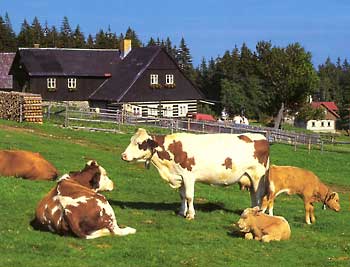 Bergfarm Sosna * Riesengebirge (Krkonose)