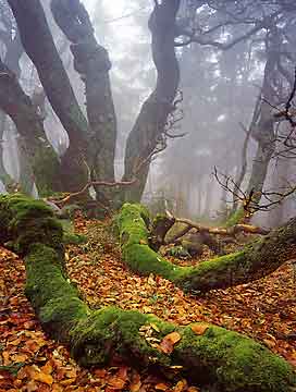 pict: Dvorsk les (Hfelbusch) - Horn Marov