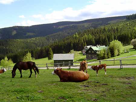 Mountain farm Sosna * Krkonose Mountains (Giant Mts)