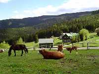 enlarge picture: Mountain farm Sosna * Krkonose Mountains (Giant Mts)