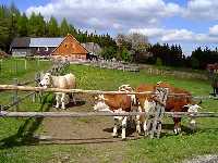 Mountain farm Sosna * Krkonose Mountains (Giant Mts)