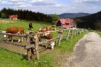 Bild vergrssern: Bergfarm Sosna * Riesengebirge (Krkonose)