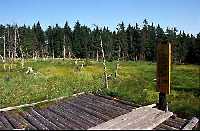 4. Mrtvý les Janské Lázně * Riesengebirge (Krkonose)