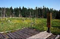 enlarge picture: Dead forest * Krkonose Mountains (Giant Mts)