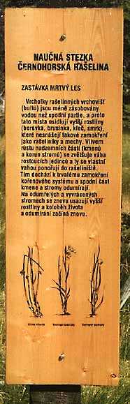 enlarge picture: Dead forest * Krkonose Mountains (Giant Mts)